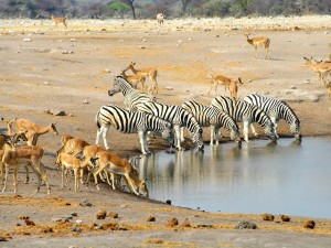 Zebras&Antilopen